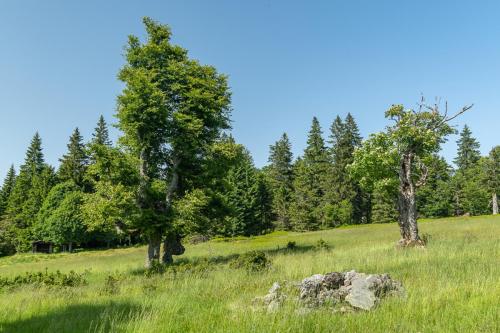 Kohlschachten