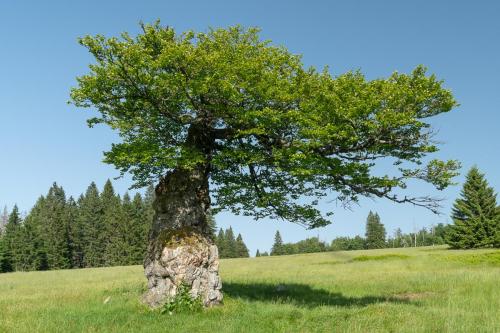 Hochschachten